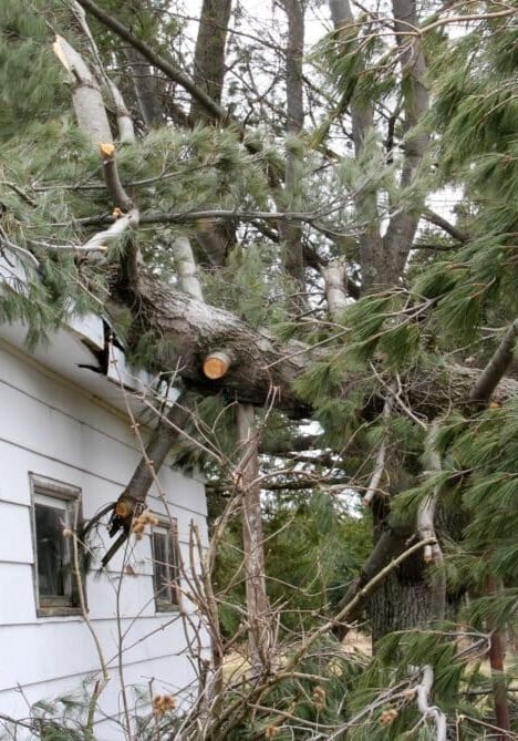 fallen-tree-damage-white-house