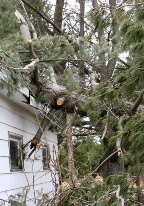 fallen-tree-damage-white-house