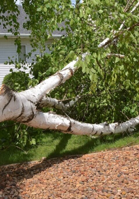 white-birch-tree-down